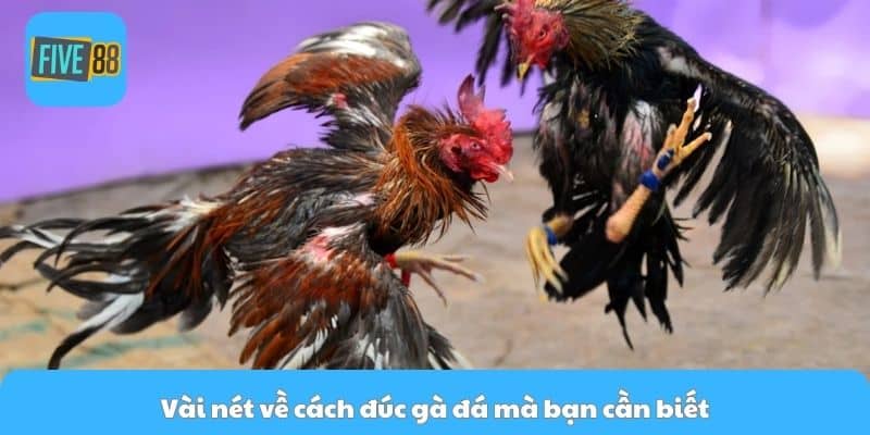 Vài nét về cách đúc gà đá mà bạn cần biết