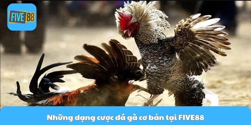 Những dạng cược đá gà cơ bản tại FIVE88