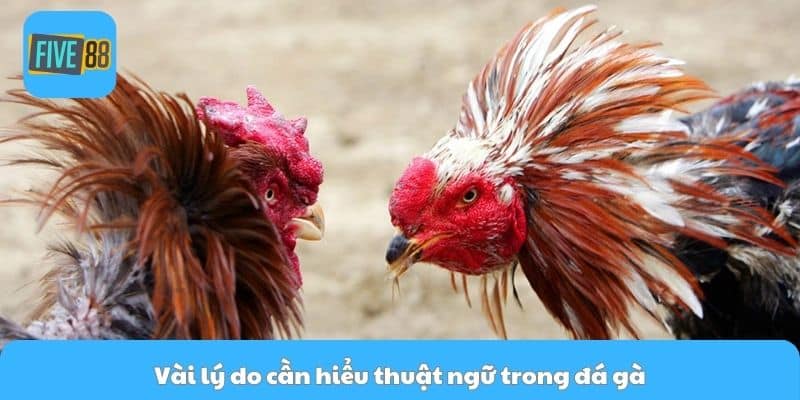 Vài lý do cần hiểu thuật ngữ trong đá gà